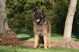 LEONBERG 987